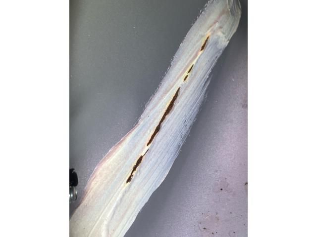 DAIHATSU MIRA Cocoa 4WD 2015