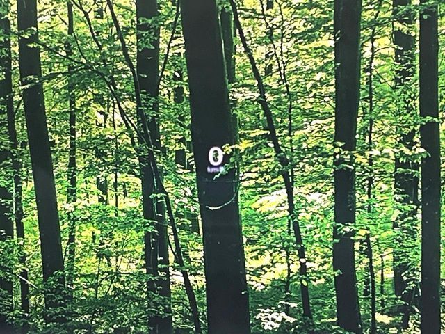 MAZDA MAZDA3 FASTBACK 2023