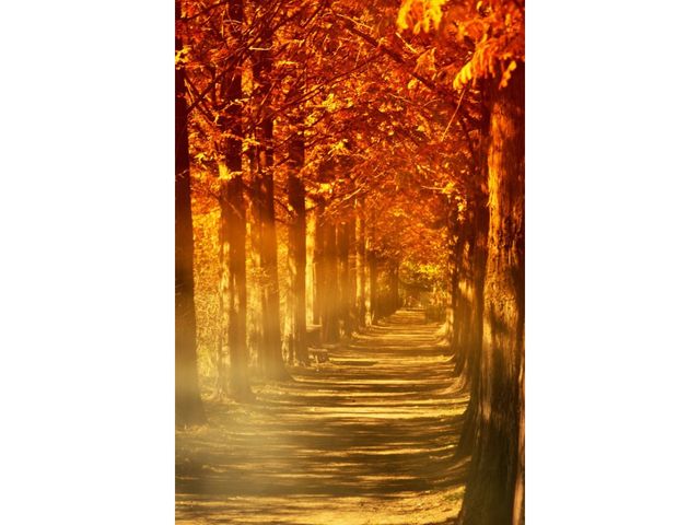 TOYOTA LANDCRUISER 250 2025