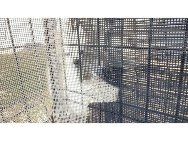 NISSAN SERENA  WG 2007